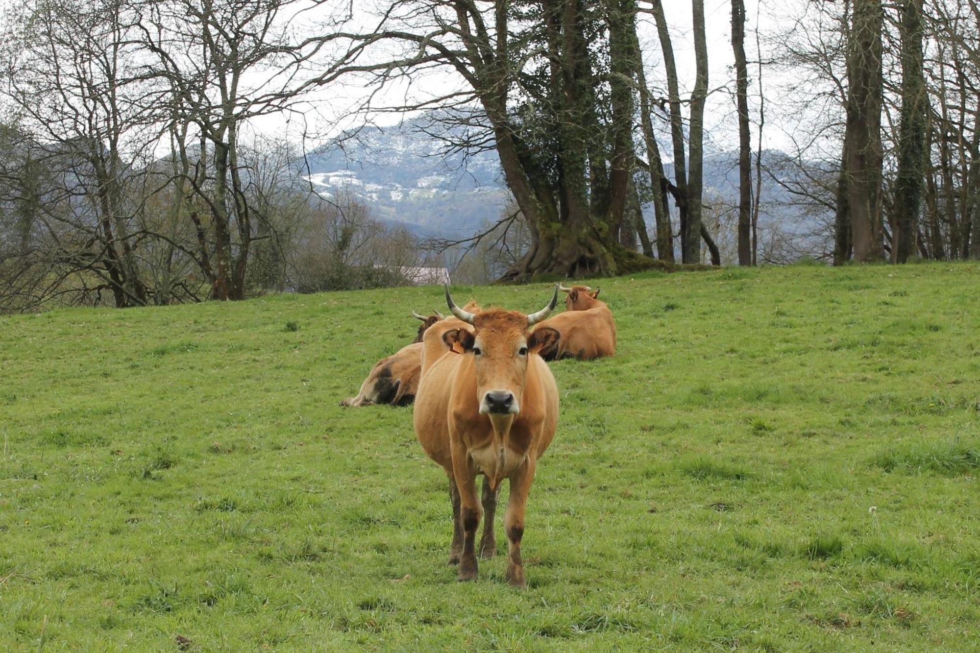 Vila Casa De Aldea Monga 9 En Nava, Asturias Exteriér fotografie