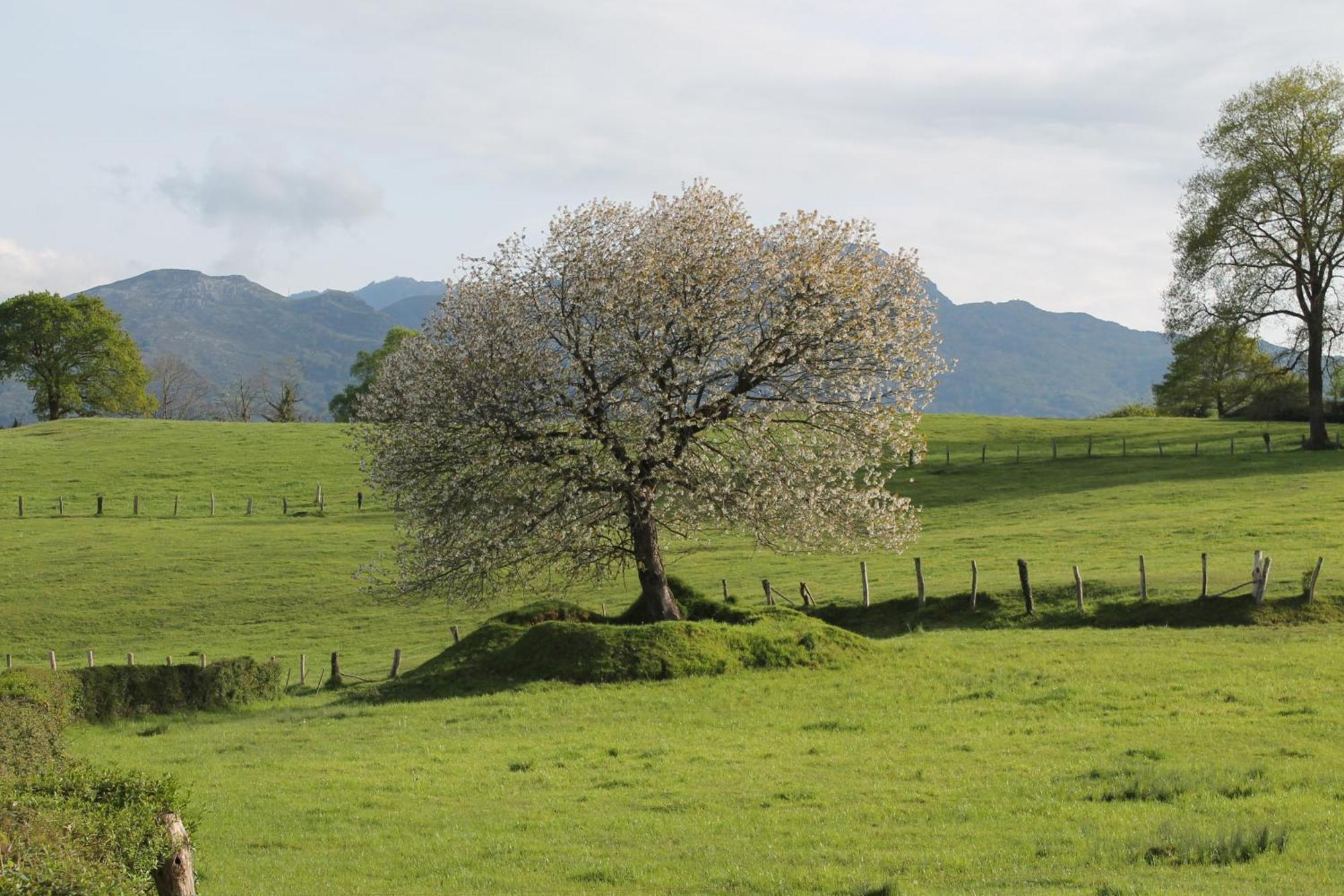 Vila Casa De Aldea Monga 9 En Nava, Asturias Exteriér fotografie
