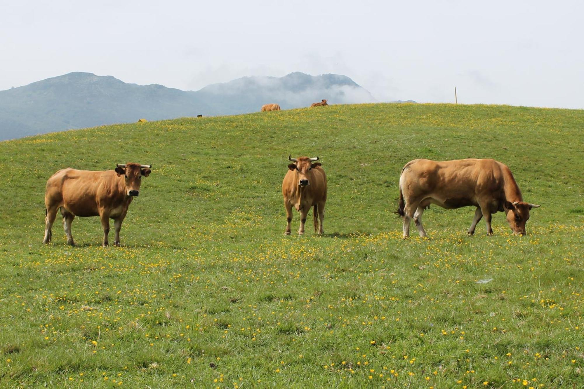 Vila Casa De Aldea Monga 9 En Nava, Asturias Exteriér fotografie